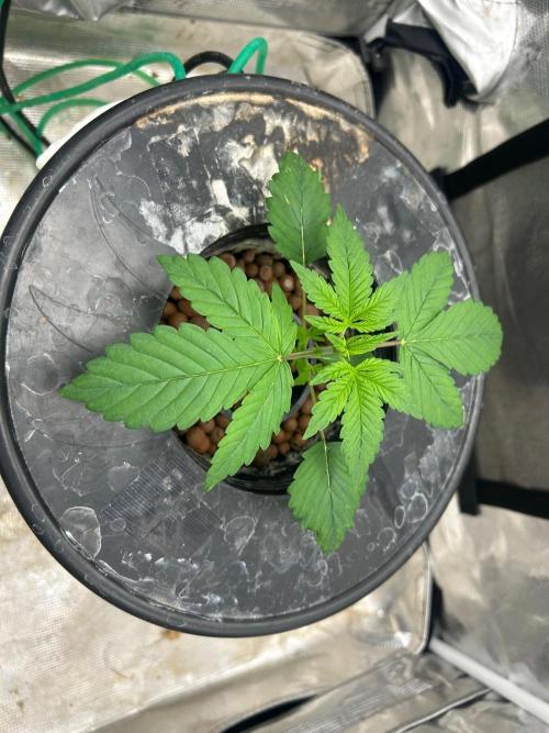Bay 11 (DWC). Week 3