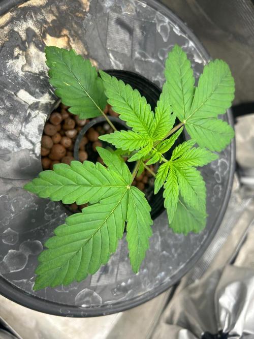 Bay 11 (DWC). Week 3
