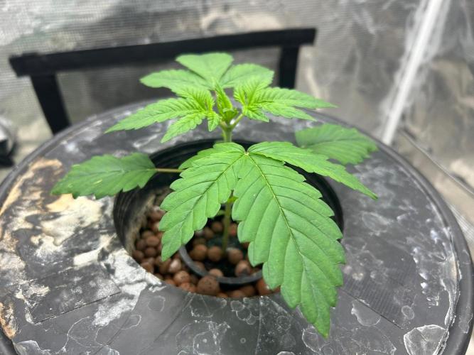 Bay 11 (DWC). Week 3