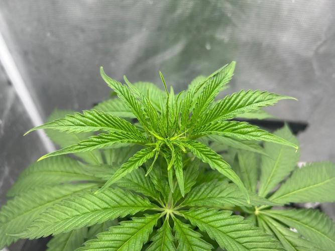 Mimosa x The Brunch “Lover’s Cut” DWC. Week 5