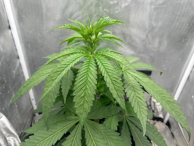 Mimosa x The Brunch “Lover’s Cut”. Week 5
