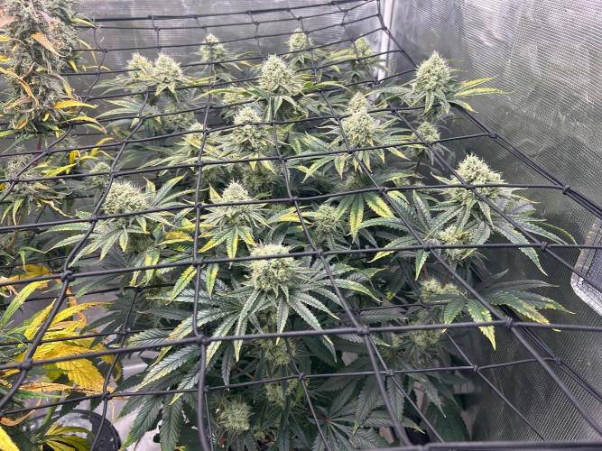 Hella Jelly (DWC). Week 12