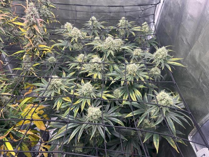 Hella Jelly (DWC). Week 12