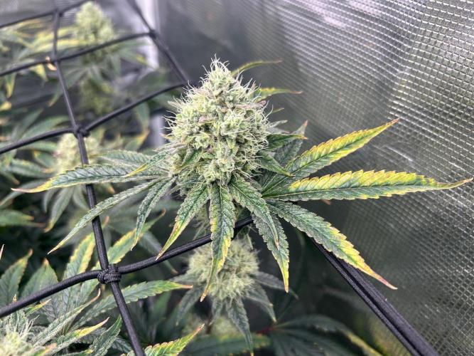 Hella Jelly (DWC). Week 12