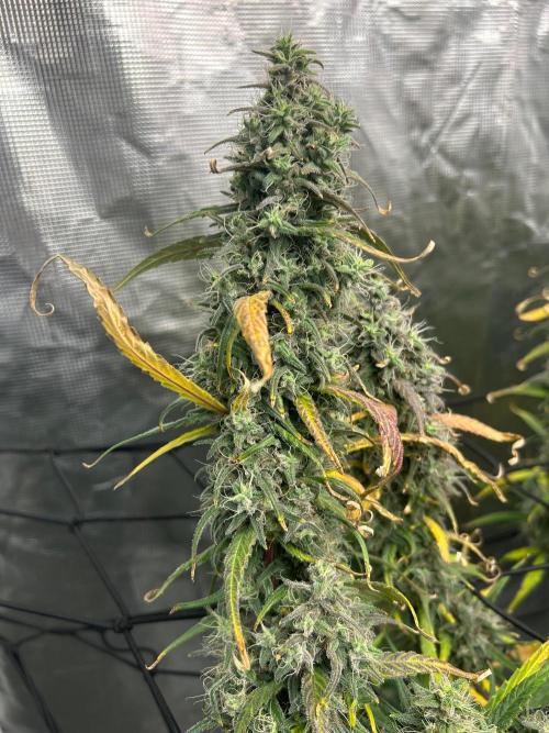 Strawberry Cough (DWC) 2. Week 12
