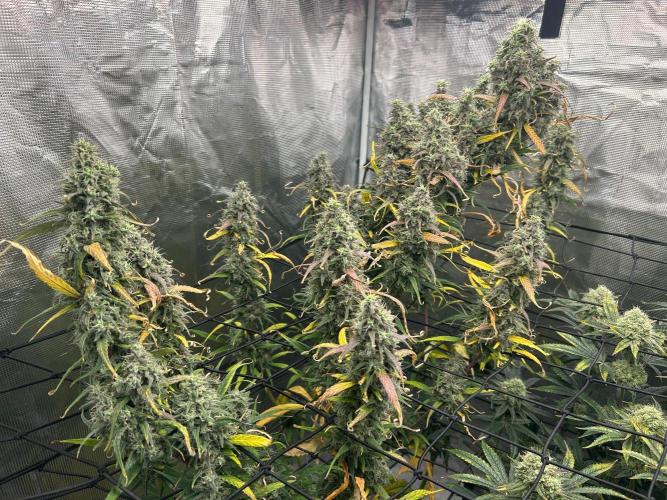 Strawberry Cough (DWC) 2. Week 12