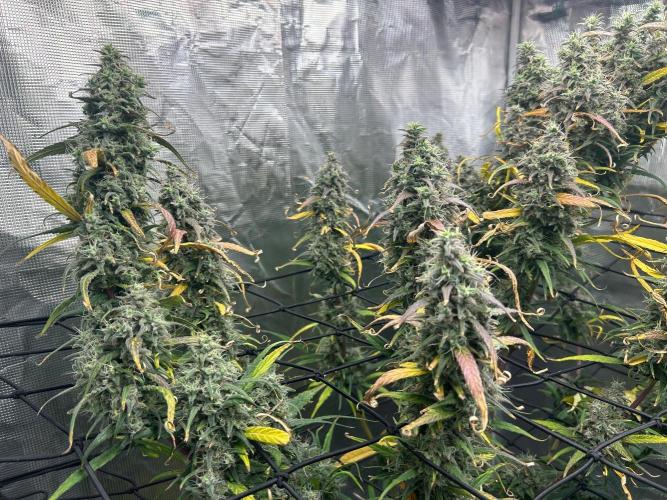 Strawberry Cough. Week 12