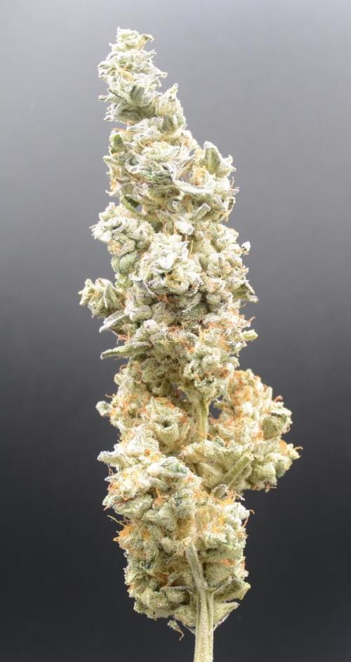 Afghan Kush (DWC). Week 14
