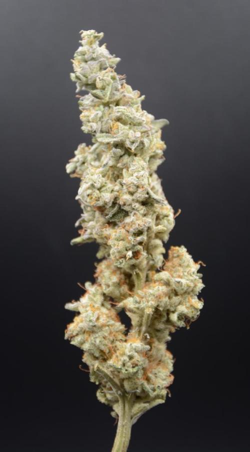 Afghan Kush (DWC). Week 14