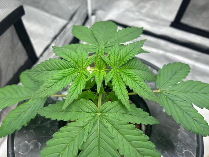 Bay 11 (DWC). Week 4 - Taken 8-26-2026.