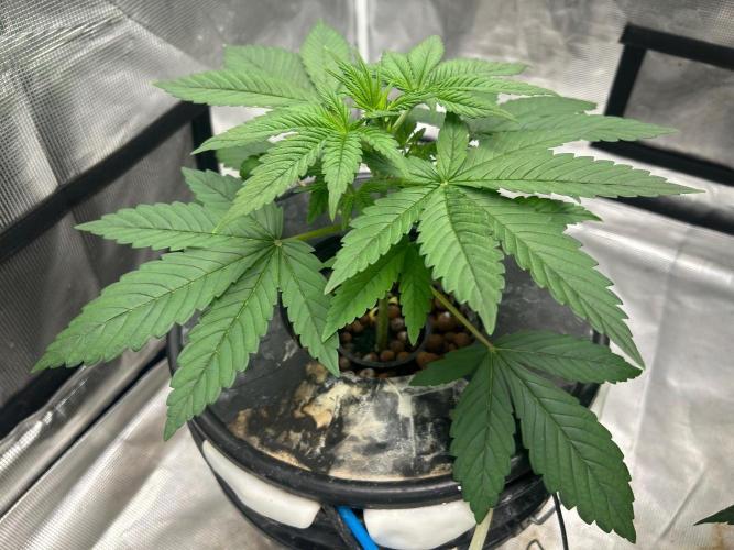 Bay 11 (DWC). Week 4 - Taken 8-29-2026.