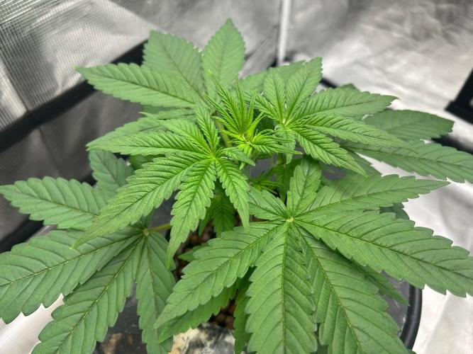 Bay 11. Week 4