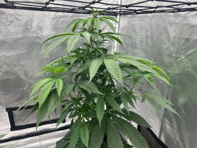 Mimosa x The Brunch “Lover’s Cut” DWC. Week 6