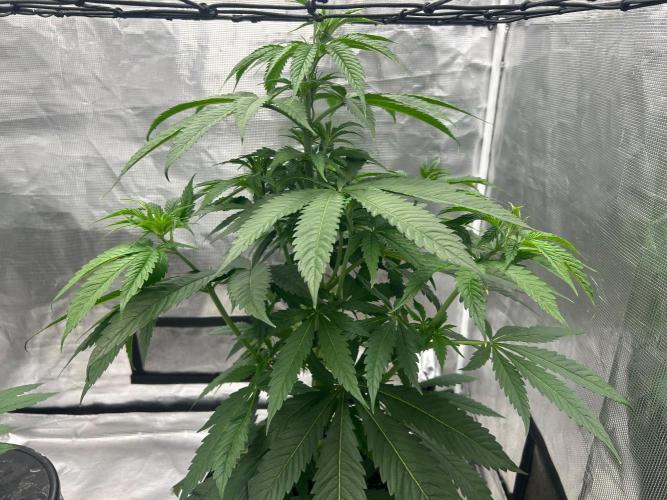 Mimosa x The Brunch “Lover’s Cut” DWC. Week 6