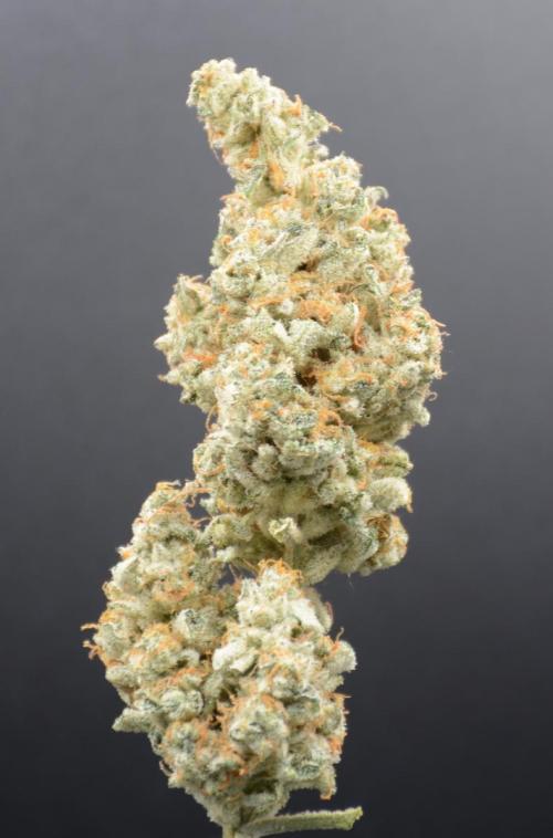 Afghan Kush (DWC). Week 14