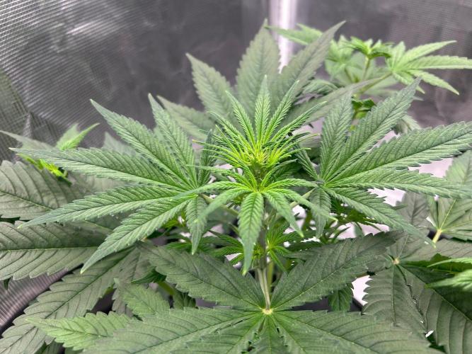 Bay 11 (DWC). Week 5