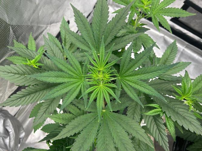 Bay 11 (DWC). Week 5