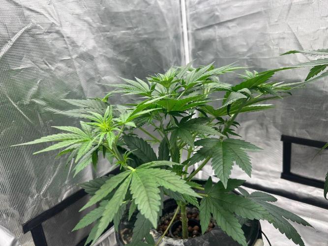 Bay 11 (DWC). Week 5