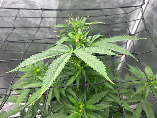 Mimosa x The Brunch “Lover’s Cut” DWC. Week 7