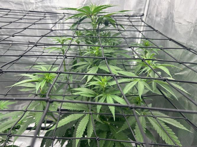 Mimosa x The Brunch “Lover’s Cut” DWC. Week 7