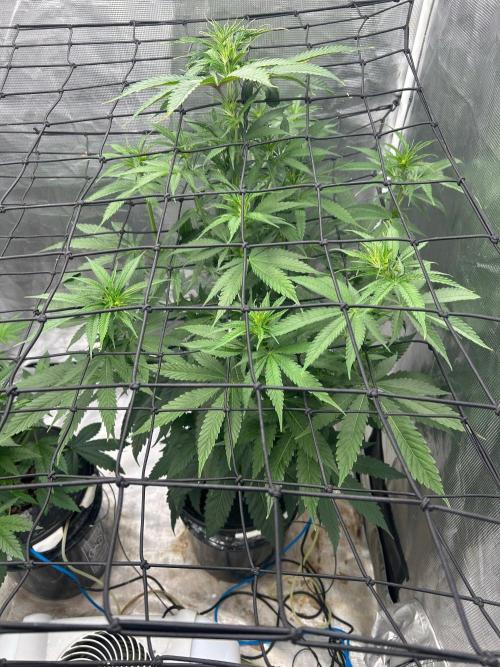 Mimosa x The Brunch “Lover’s Cut” DWC. Week 7