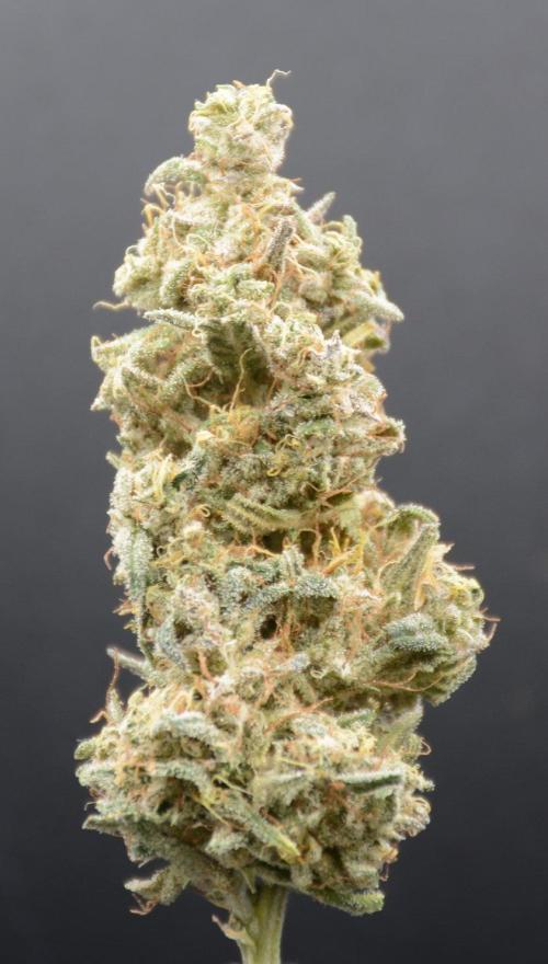 Strawberry Cough (DWC) 2. Week 13