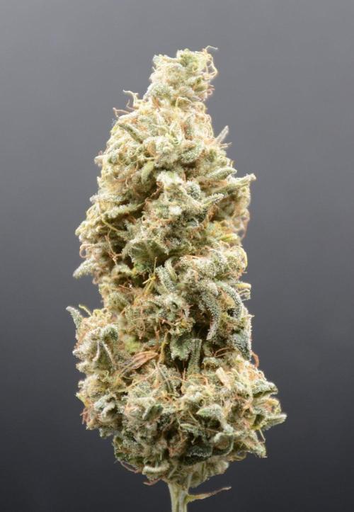 Strawberry Cough (DWC) 2. Week 13