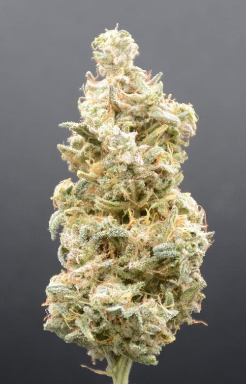 Strawberry Cough (DWC) 2. Week 13