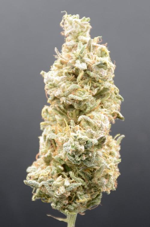Strawberry Cough (DWC) 2. Week 13