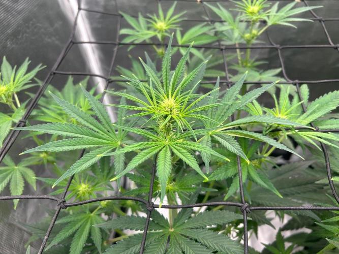 Bay 11 (DWC). Week 6