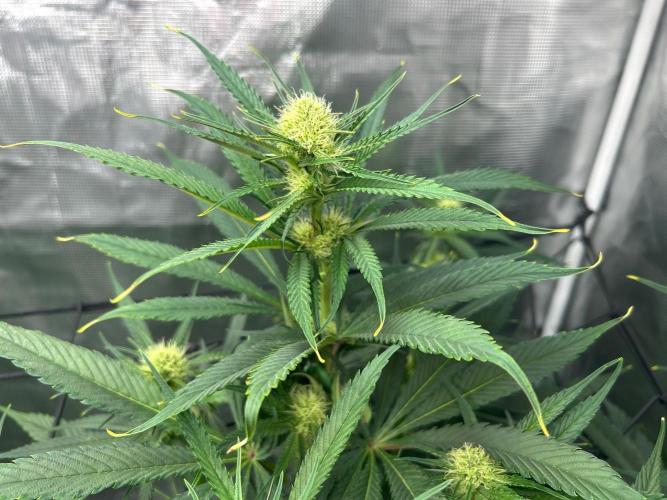 Mimosa x The Brunch “Lover’s Cut” DWC. Week 8
