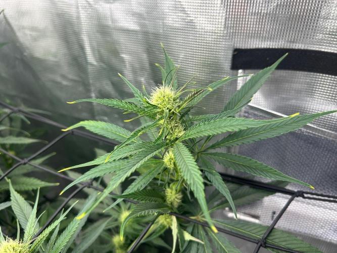 Mimosa x The Brunch “Lover’s Cut” DWC. Week 8