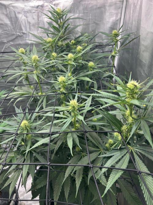 Mimosa x The Brunch “Lover’s Cut” DWC. Week 8