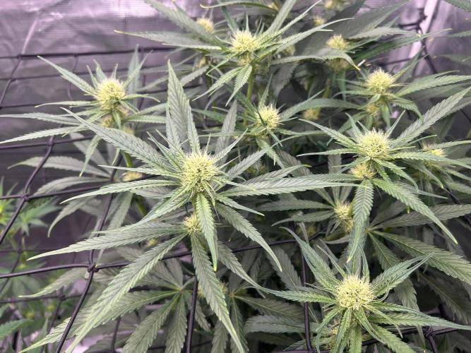 Mimosa x The Brunch “Lover’s Cut” DWC. Week 8