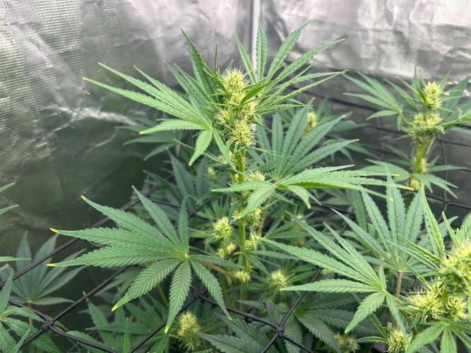 Bay 11 (DWC). Week 7