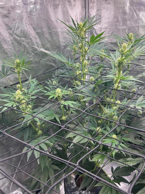 Bay 11 (DWC). Week 7