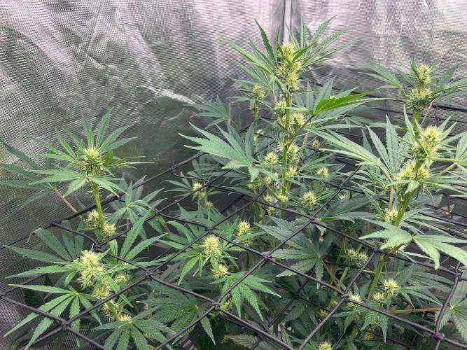 Bay 11 (DWC). Week 7