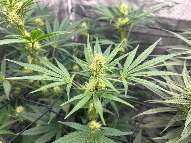 Bay 11. Week 7