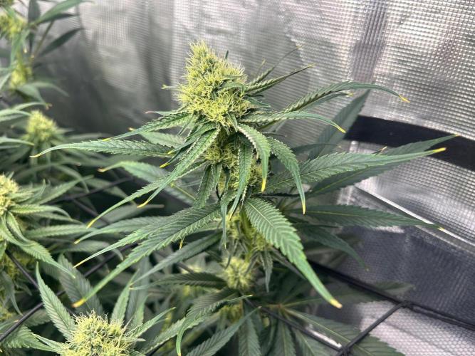 Mimosa x The Brunch “Lover’s Cut” DWC. Week 9