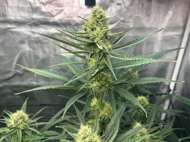 Mimosa x The Brunch “Lover’s Cut” DWC. Week 9