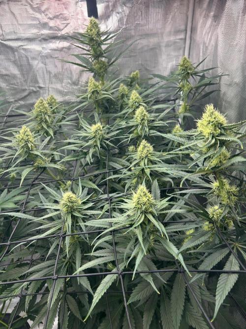 Mimosa x The Brunch “Lover’s Cut” DWC. Week 9