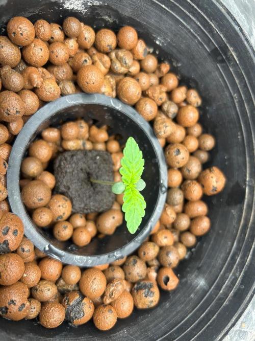Chocolope (DWC). Week 1