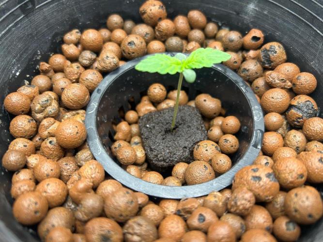 Chocolope (DWC). Week 1