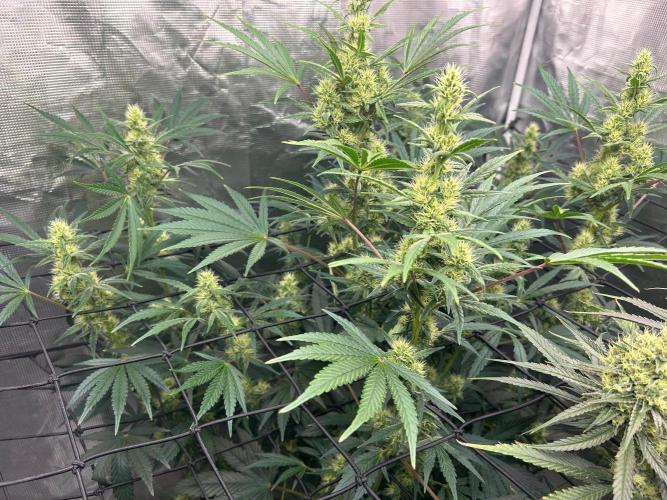 Bay 11. Week 8