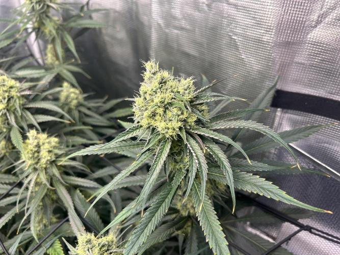 Mimosa x The Brunch “Lover’s Cut” DWC. Week 10