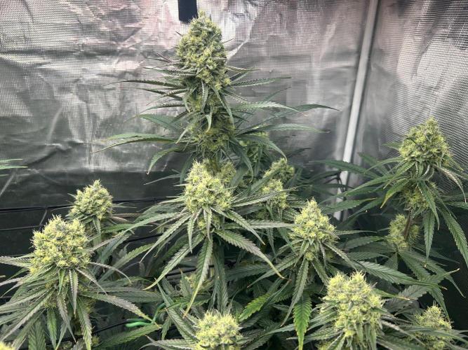 Mimosa x The Brunch “Lover’s Cut” DWC. Week 10