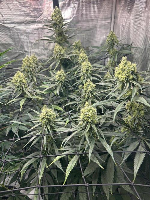 Mimosa x The Brunch “Lover’s Cut” DWC. Week 10