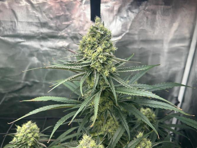 Mimosa x The Brunch “Lover’s Cut”. Week 10