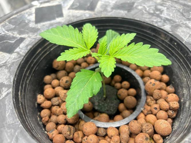 Chocolope (DWC). Week 2