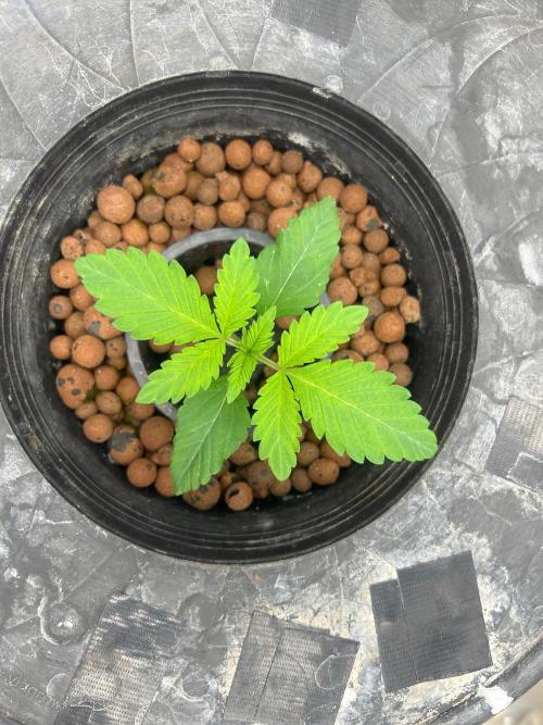 Chocolope (DWC). Week 2